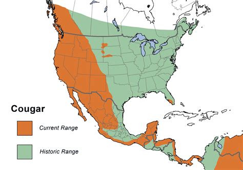 where are cougars located.